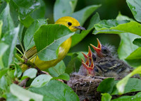 Yellow Warbler Nest