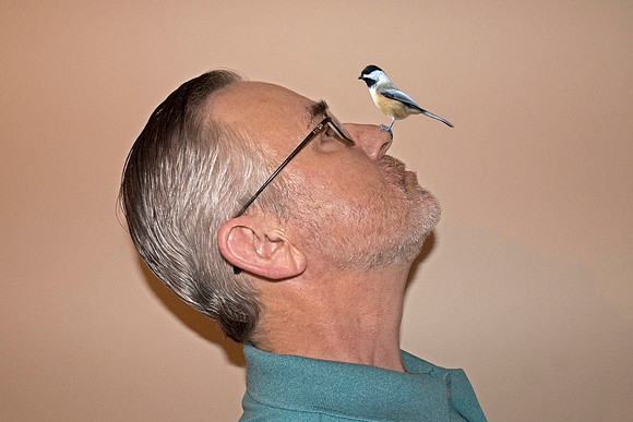 Black-capped Chickadee