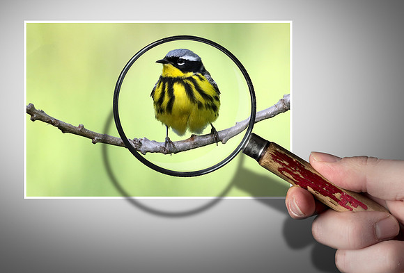 Magnolia Warbler
