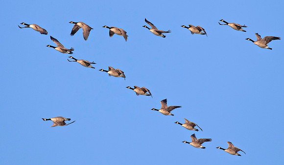 Canada Geese