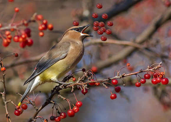 Cedar Waxwing