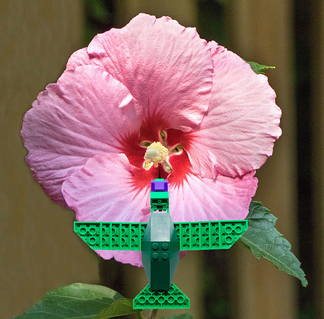 Mexican Violetear