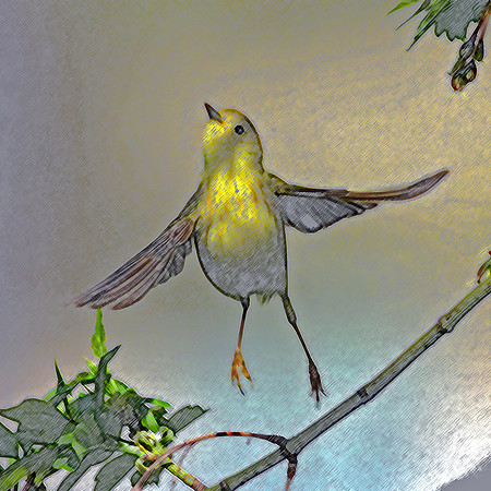 Yellow Warbler