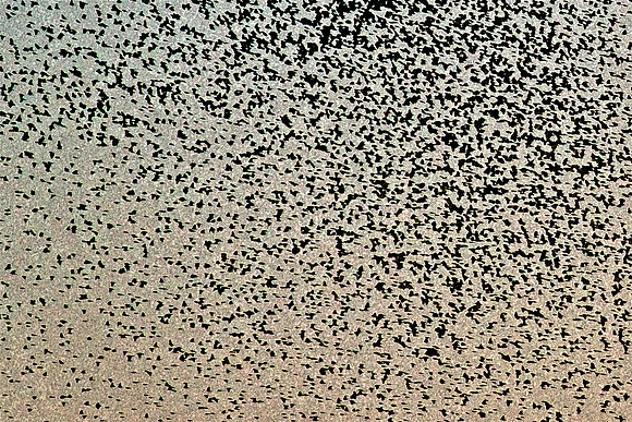 European Starlings