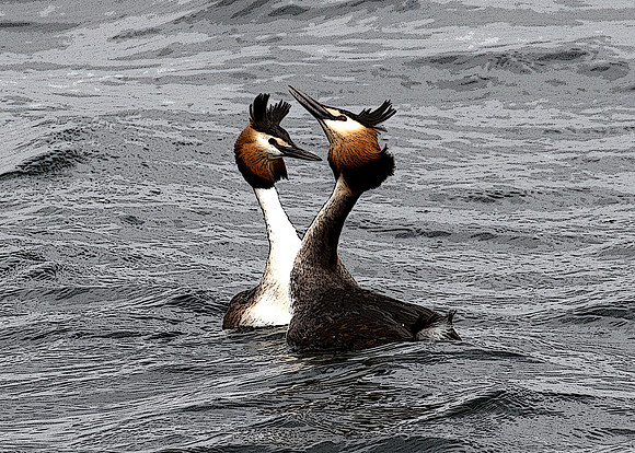 Great Crested Grebes