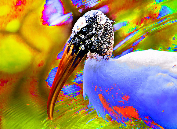 Wood Stork