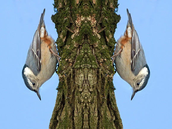 White-breasted Nuthatch