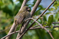 Black-faced Grassquit