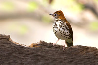 Wood Thrush