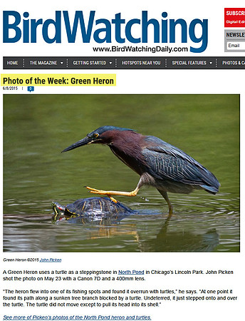 BirdWatching Magazine | Photo-of-the-Week