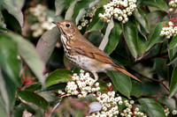 Hermit Thrush